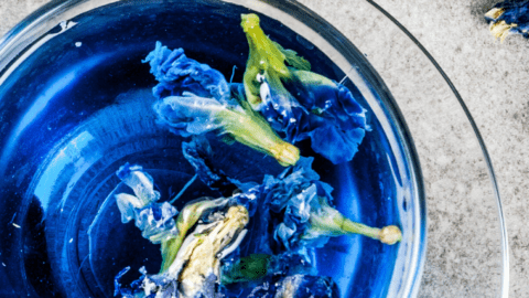 Butterfly pea tea